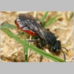 Sphecodes albilabris - Blutbiene 13 13mm.jpg